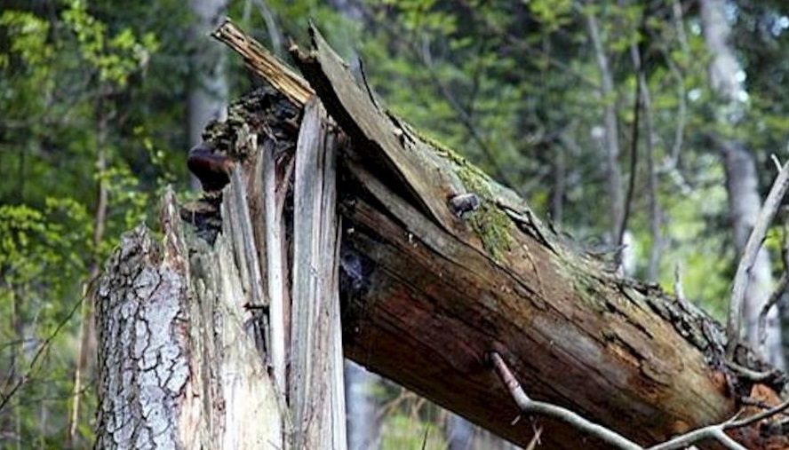 services-image4-4852357