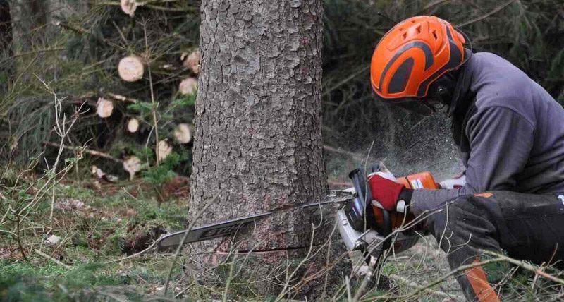 spil-derevyev-002-2937253