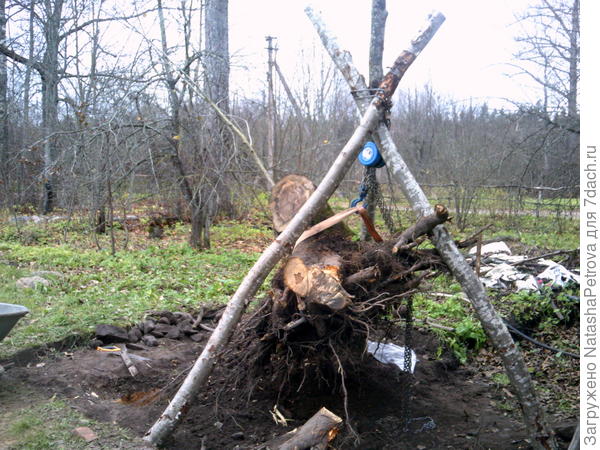 Как избавиться от пня после спила дерева