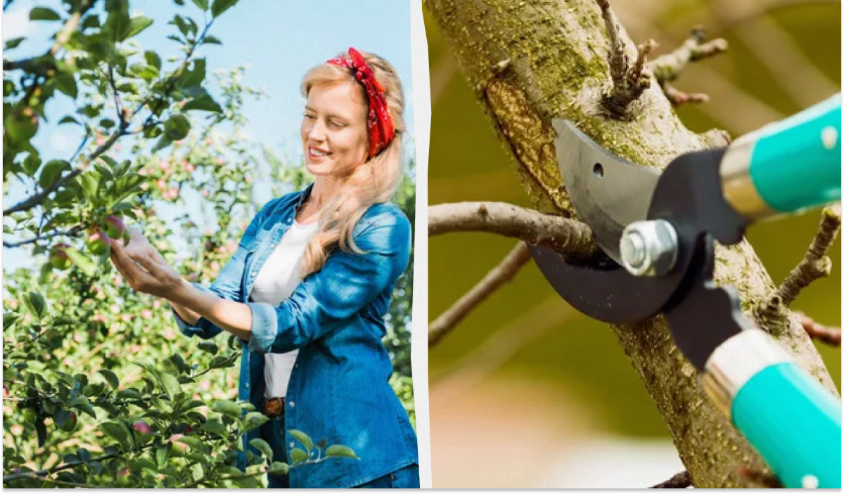 1200_0_1727269921-6512-7673590