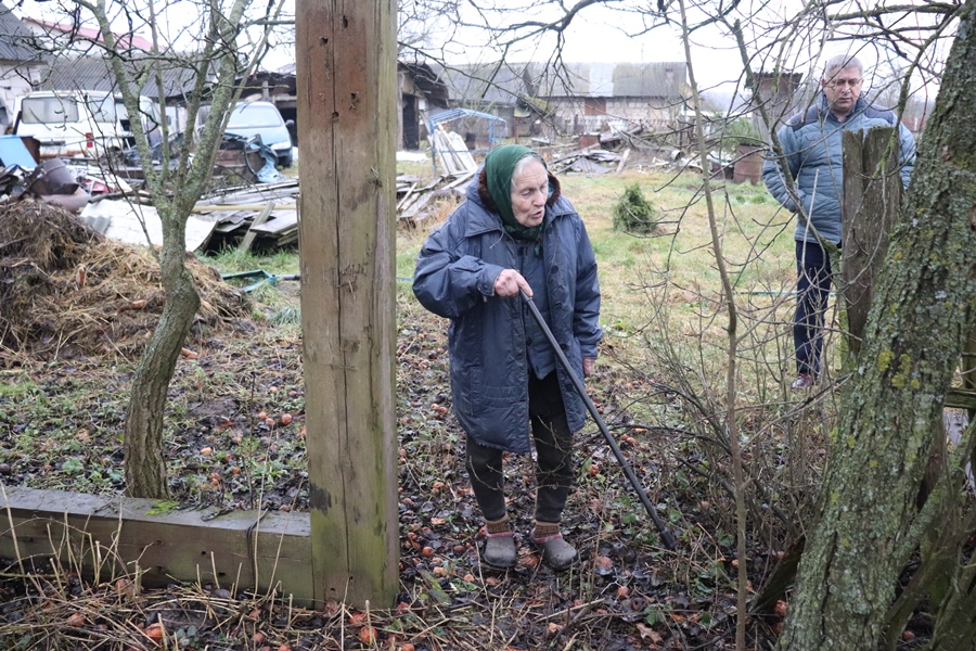 Споры с соседями из-за деревьев — как решить проблему