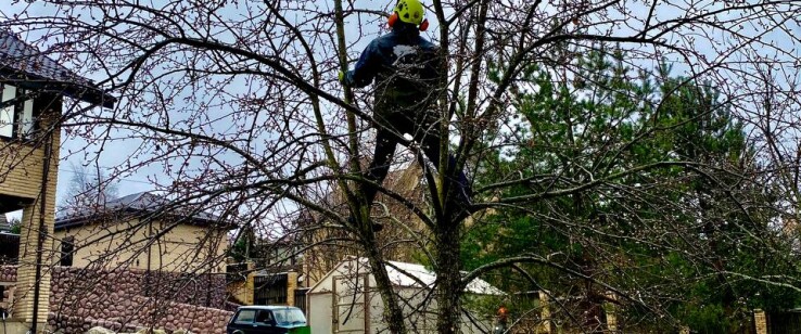 Использование альпинистского снаряжения при удалении деревьев