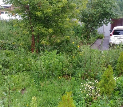 Как выбрать компанию для удаления деревьев на участке