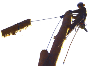 brevno-2-300x228-6881002