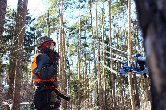 Техника безопасности при спиливании деревьев