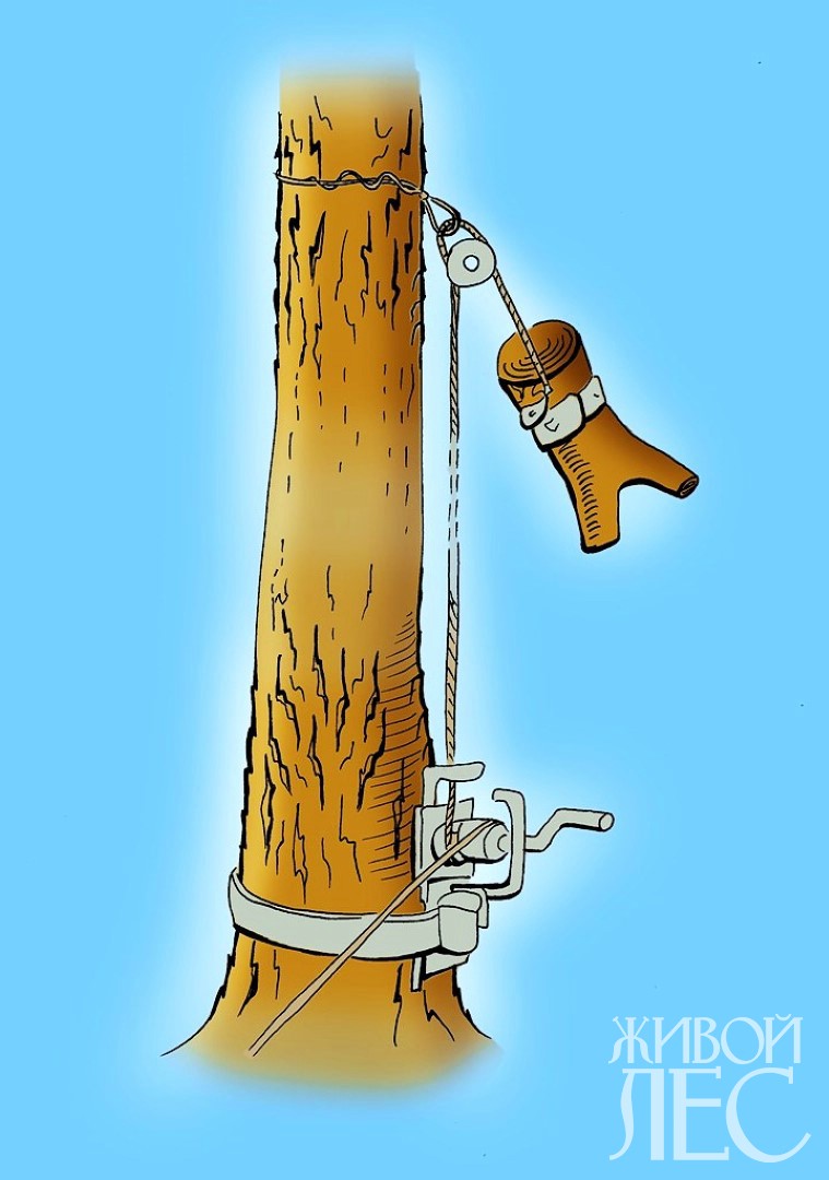 Валка дерева целиком — плюсы и минусы метода