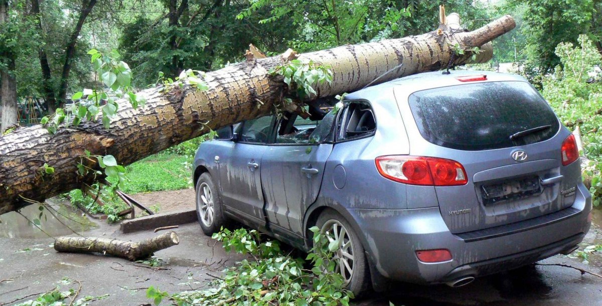 Как определить, что дерево опасно и требует удаления