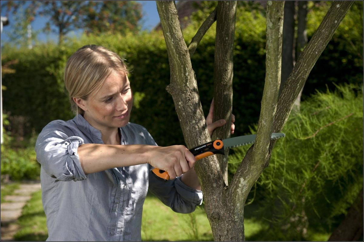 Как укрепить старое дерево, чтобы не спиливать