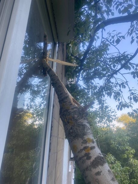 Как компенсировать вырубку деревьев на участке