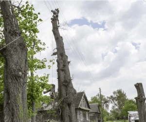 Защита окружающих растений при валке деревьев