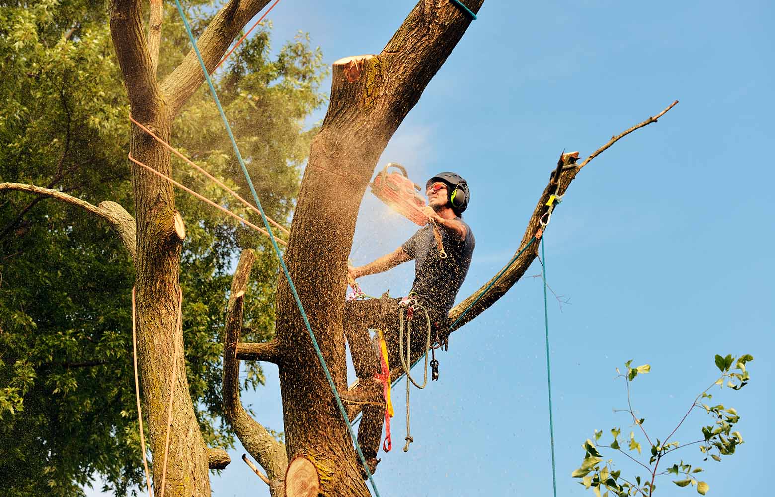 Можно ли сэкономить на удалении деревьев без риска?