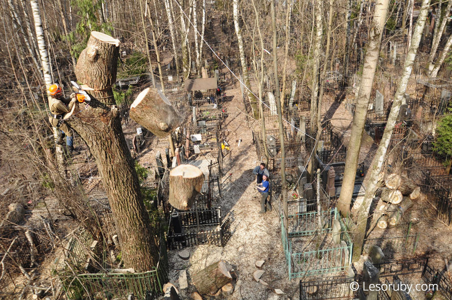 Как избежать повреждения построек при удалении дерева