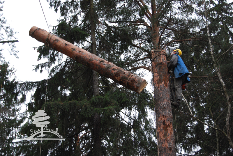 Удаление деревьев после урагана или бури