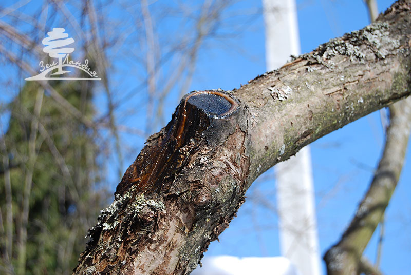 Что делать с деревом, поражённым болезнью или вредителями